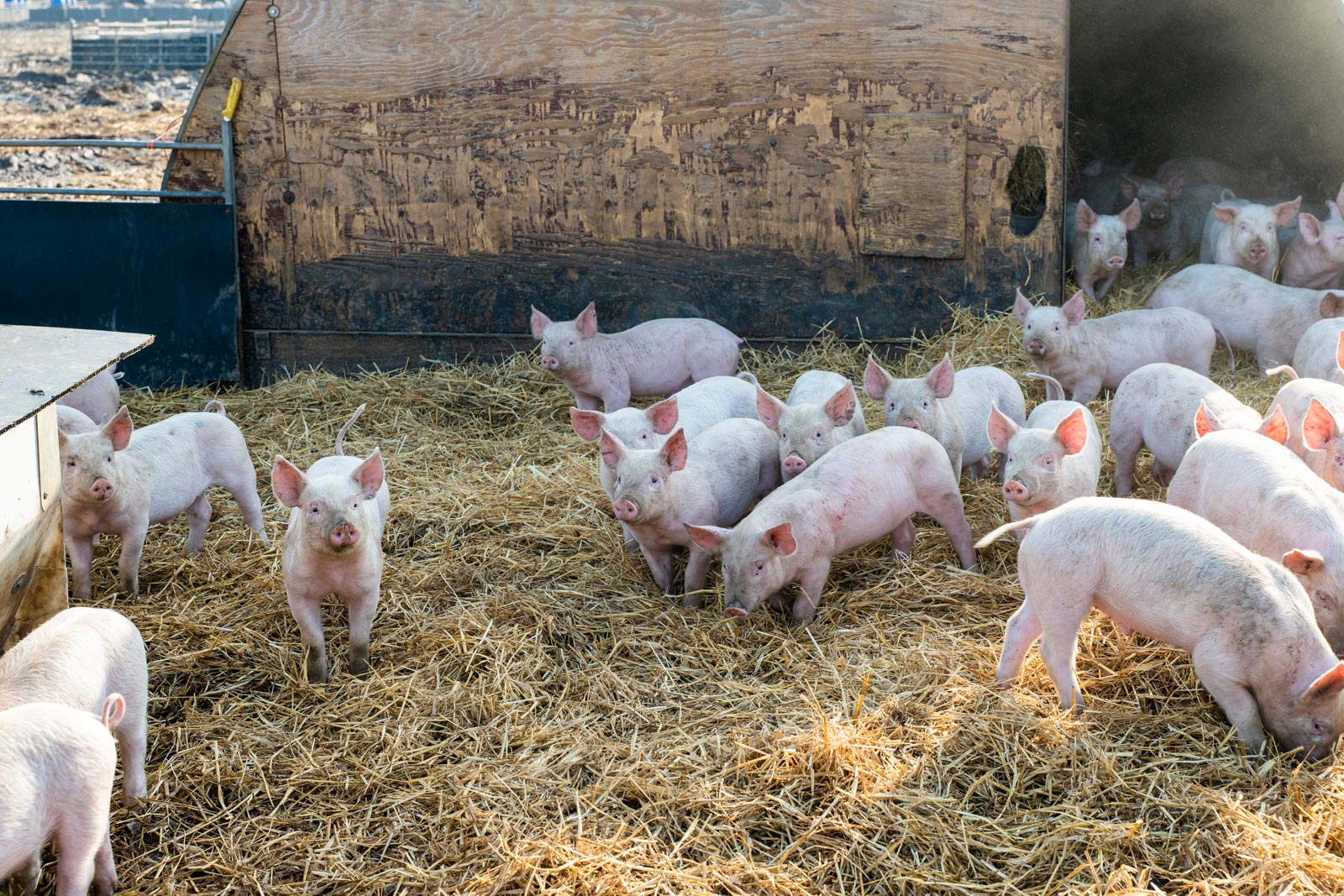oakwood pig