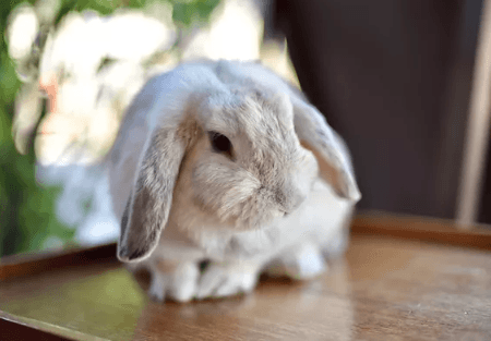 rabbbits